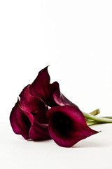 Callas lila