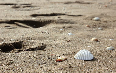 seafood on the beach