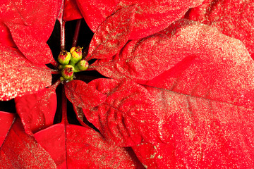Poinsettia