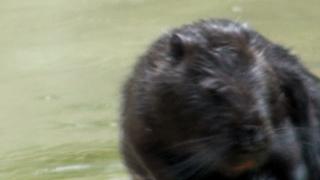 otter to eat and swim