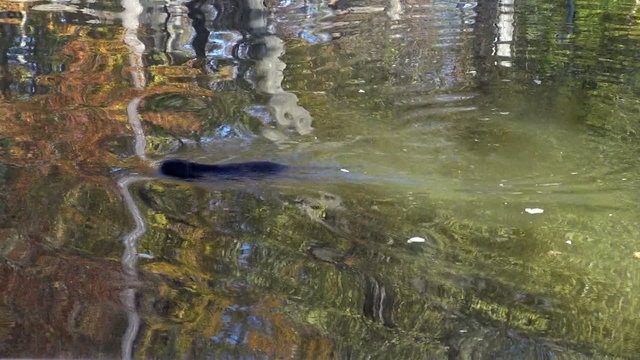 otter to eat and swim