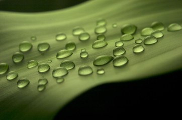 Agua. Gotas de lluvia sobre una hoja.