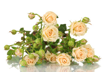 Small roses isolated on white