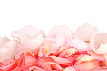 beautiful pink rose petals isolated on white