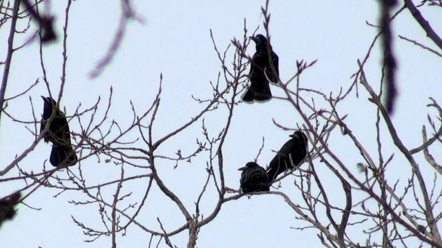 crows in the trees