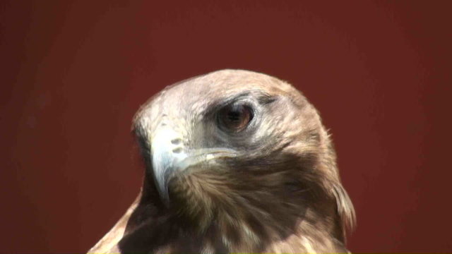 bird of prey