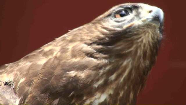 bird of prey