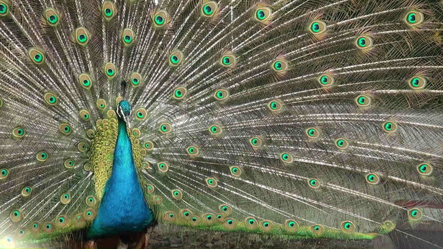 peacock opening