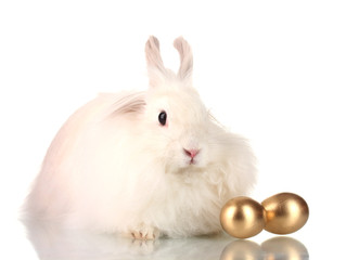 Fluffy white rabbit with golden eggs isolated on white