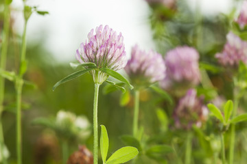 Trifolium pratense (Red Clover)