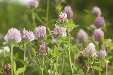 Trifolium pratense (Red Clover)