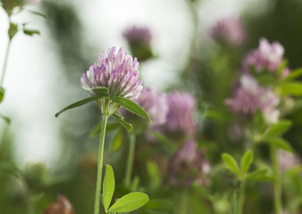 Trifolium pratense (Red Clover)