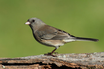 Junco On A Stump