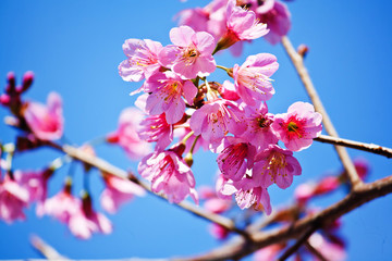 Obraz na płótnie Canvas Kwiaty wiśni (sakura)