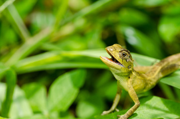 Lizard in green nature