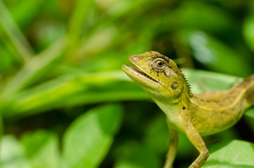 Lizard in green nature