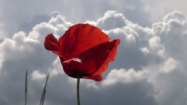 red poppies on the field swaying in the wind