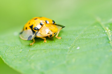 orange beetle in green nature