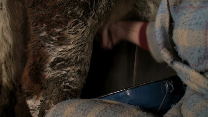 milking a cow manually