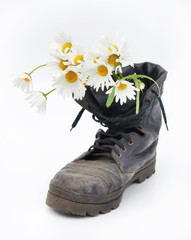 Old army boot and bouquet of chamomiles in it