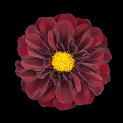 Red Dahlia Flower with Yellow Center Isolated