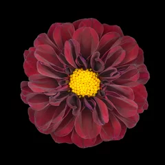 Papier Peint photo Lavable Dahlia Red Dahlia Flower with Yellow Center Isolated