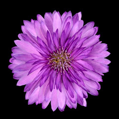 Cornflower like Pink and Purple Flower Isolated