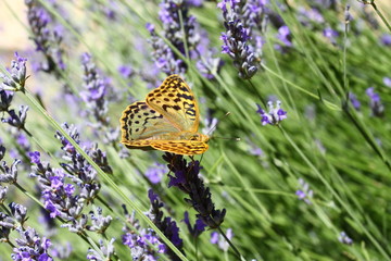 Beautiful Butterfly sitting on lavender plants