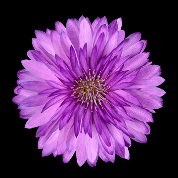 Fototapeta Cornflower like Pink and Purple Flower Isolated