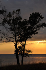 Baum am Meer bei Sonnenuntergang
