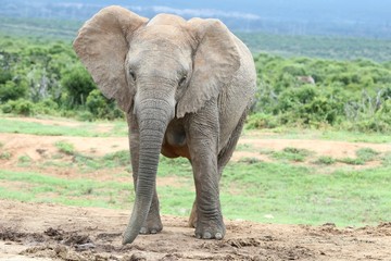 Fototapeta na wymiar African Elephant Female