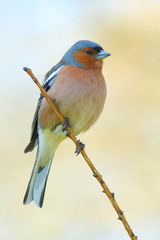 spring finch on a branch