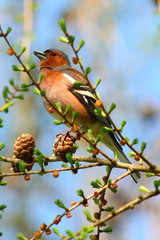 spring finch on a branch