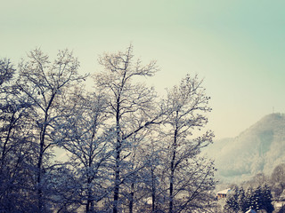 Winter Forest