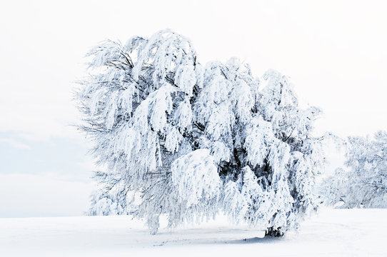Winterlandschaft mit verscheiten Bäumen
