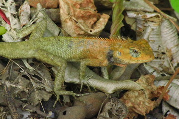 It is one kind of Thai Chameleon