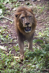 Indian lion, Sanjay Gandhi National Park in Mumbai