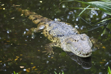 Morelet's crocodile (Crocodylus Moreletii) © Matyas Rehak