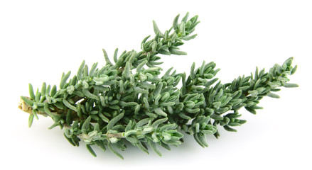 Thyme branch
