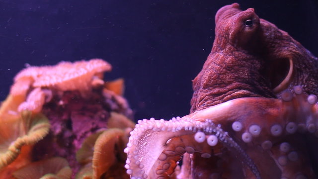 Small octopus moves in an aquarium