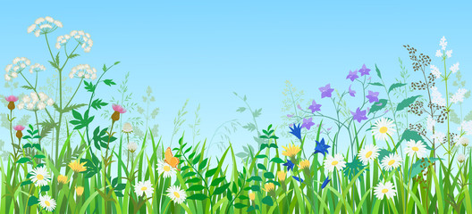 Summer meadow - 37751808