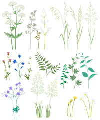 Grass and wild flowers - obrazy, fototapety, plakaty