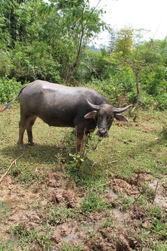 buffle du plateau Toraja