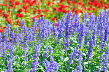 Colorful of many small flower, look like stars