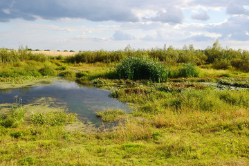 Summer landscape near Stolin