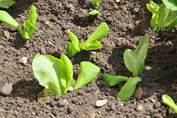 plantation agriculture