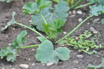 plantation agriculture