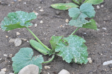 plantation agriculture