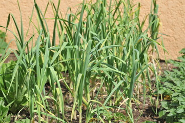 Obraz premium salade agriculture