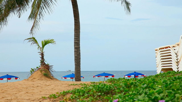 Palm and sandy beach with Loungers and Umbrellas.